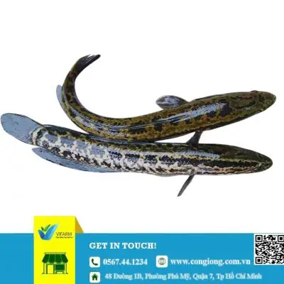 Cá giống Minh Lộc: Kinh nghiệm chọn mua và đánh giá chất lượng