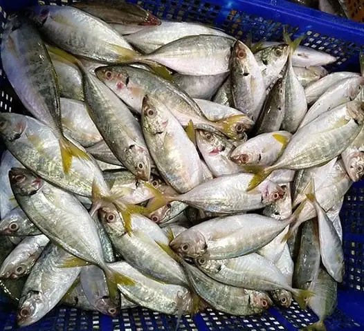 Cá giống Minh Lộc: Kinh nghiệm chọn mua và đánh giá chất lượng