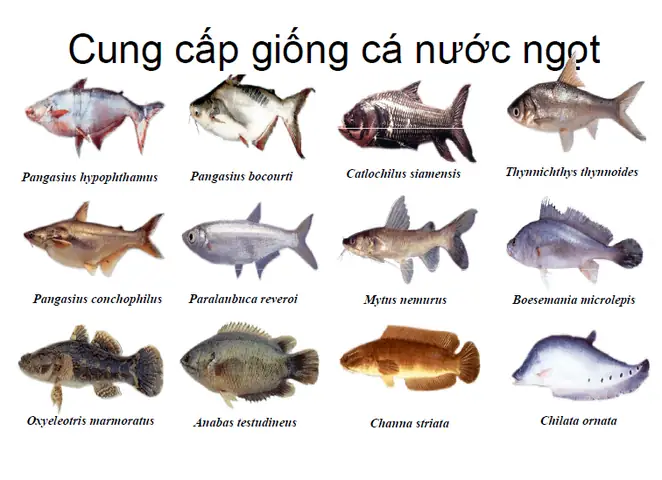 Tiêu Chuẩn & Hướng Dẫn Kỹ Thuật Cho Cá Giống Nước Ngọt