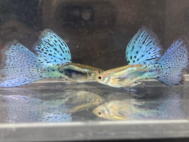 Cá Guppy bảy màu, một trong những loại cá cảnh sống khỏe nhất.