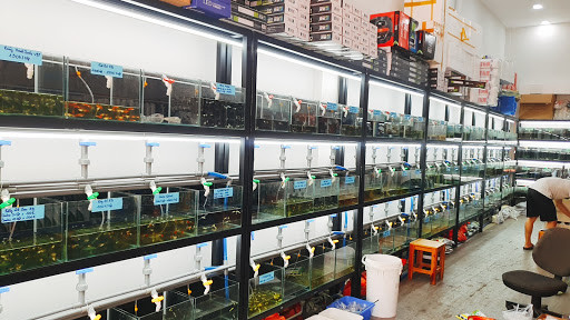 Cá guppy đầy màu sắc bơi lội trong hồ, thu hút mọi ánh nhìn