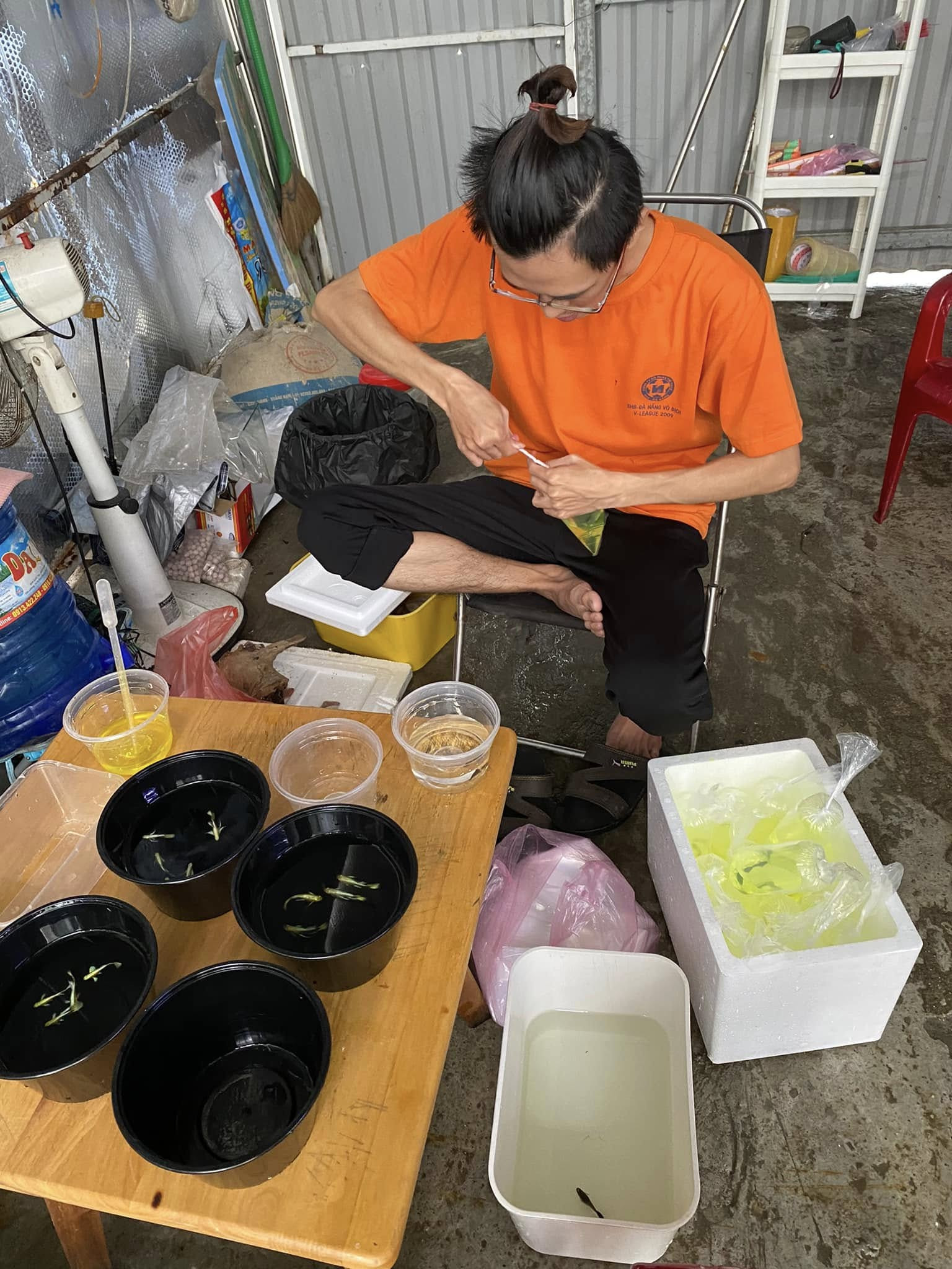 Cá Guppy khỏe mạnh tại Bá Huy Guppy, Đà Nẵng
