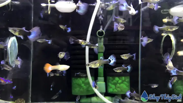 Cá Guppy là gì? Đặc điểm và cách nuôi chi tiết từ A-Z