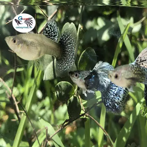 Cá Guppy Rồng Xanh: Khám Phá Vẻ Đẹp & Bí Quyết Chăm Sóc Đúng Cách