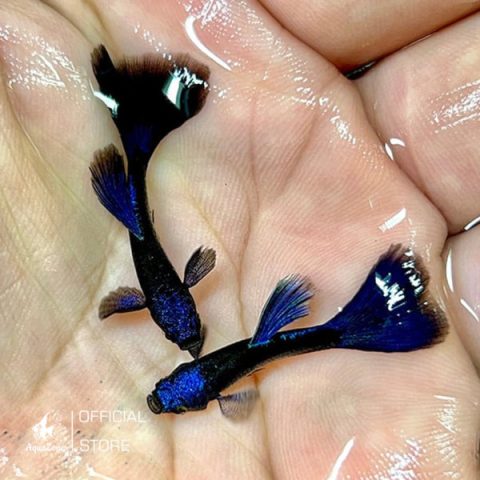 Cá Guppy với vây và đuôi dài uyển chuyển, nổi bật sắc màu