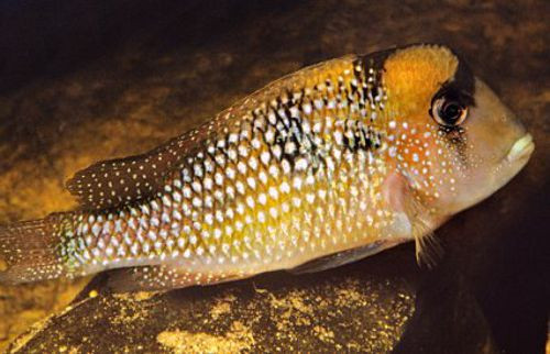 Cá Gymnogeophagus gymnogenys sở hữu đầu gù ấn tượng và màu sắc rực rỡ, thu hút mọi ánh nhìn.