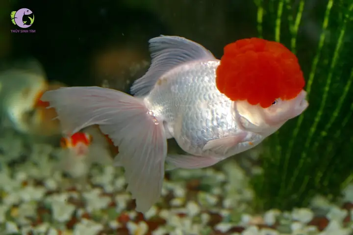cá hạc đỉnh hồng