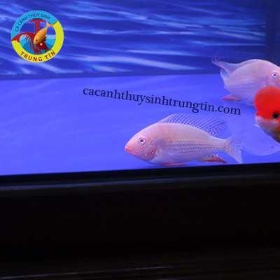 Cá Hải Hồ Albino với thân hình trắng và vây đỏ