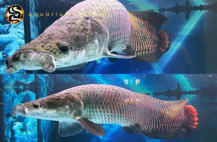 Cá Hải Tượng Cảnh: Đặc Điểm, Cách Nuôi & Chăm Sóc Đúng Cách