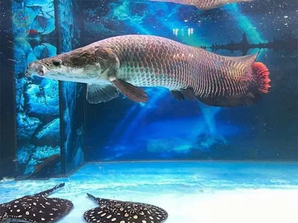cá hải tượng giá