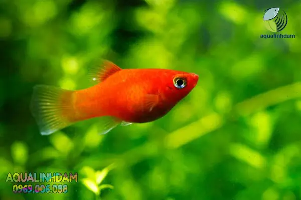 cá hạt lựu đỏ