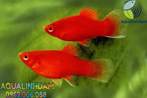 cá hạt lựu đỏ