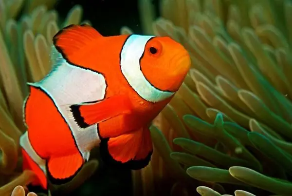 Cá Hề Thuần Nước Ngọt Có Tồn Tại Không? Giải Mã Sự Thật