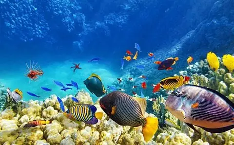 Cá Hề Thuần Nước Ngọt Có Tồn Tại Không? Giải Mã Sự Thật