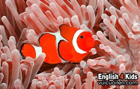 Clownfish: Giải Mã Tên Gọi Cá Hề Tiếng Anh & Hướng Dẫn Chi Tiết