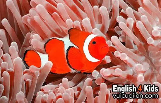 Cá Hề Tiếng Anh Là Gì? Khám Phá Tên Gọi Và Đặc Điểm