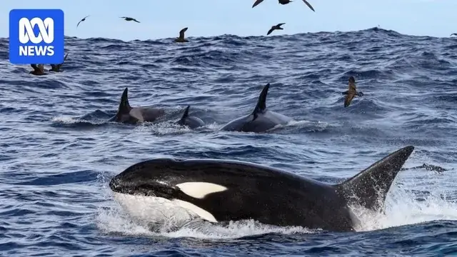 Cá heo định hướng bằng cơ quan nào và cơ chế hoạt động phức tạp