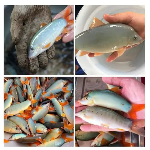 Cá Heo Nước Ngọt Mua Ở Đâu? Tìm Hiểu & Lựa Chọn Phù Hợp