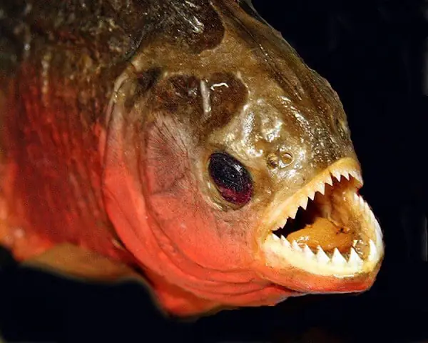 - Ảnh 1.