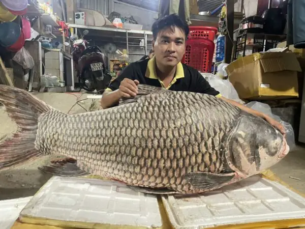 Cá Hô Biển Hồ: Đặc Điểm, Giá Trị và Tình Trạng Bảo Tồn
