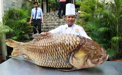 Cá Hô Biển Hồ: Đặc Điểm, Giá Trị và Tình Trạng Bảo Tồn