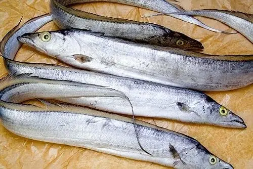 Cá Hô Biển Hồ: Đặc Điểm, Giá Trị và Tình Trạng Bảo Tồn