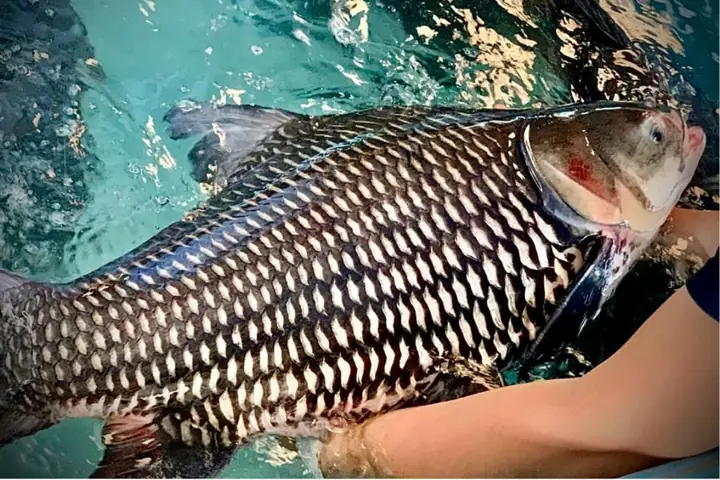 Giới thiệu về cá hô