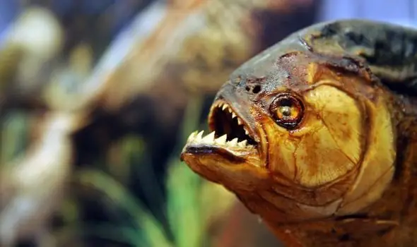 Cá Hổ Piranha Sống Ở Đâu? Môi Trường Và Tập Tính Tự Nhiên