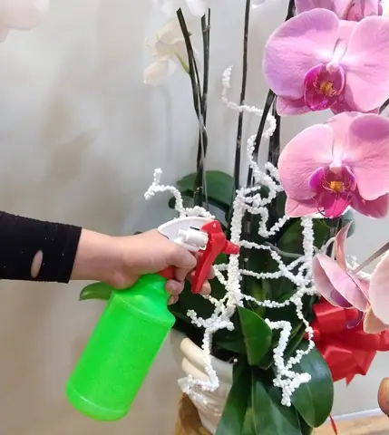 Cá Hòa Lan 3 Màu: Đặc Điểm, Cách Nuôi Và Chăm Sóc Đúng Chuẩn
