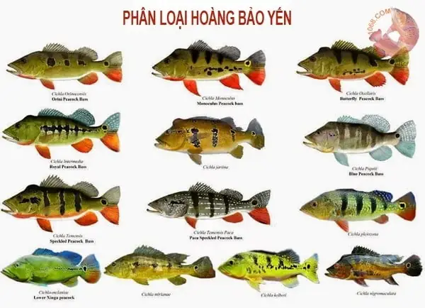 cá hoàng bảo yến