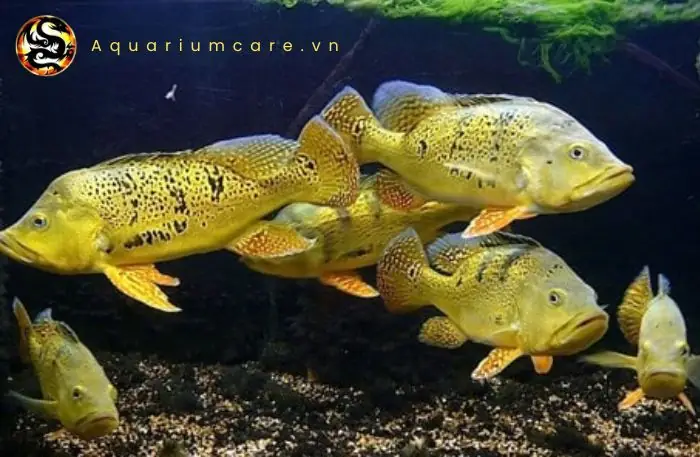 Cá Hoàng Đế Cảnh: Hướng Dẫn Nuôi, Chăm Sóc và Những Điều Cần Biết
