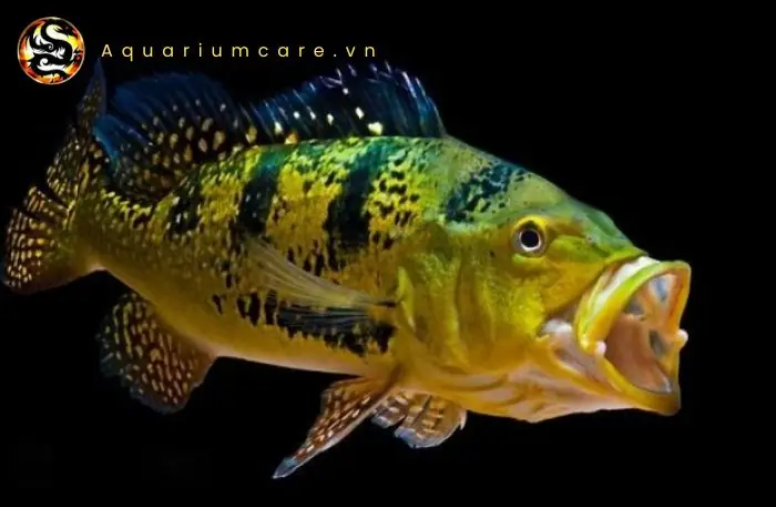 Cá Hoàng Đế Cảnh: Hướng Dẫn Nuôi, Chăm Sóc và Những Điều Cần Biết
