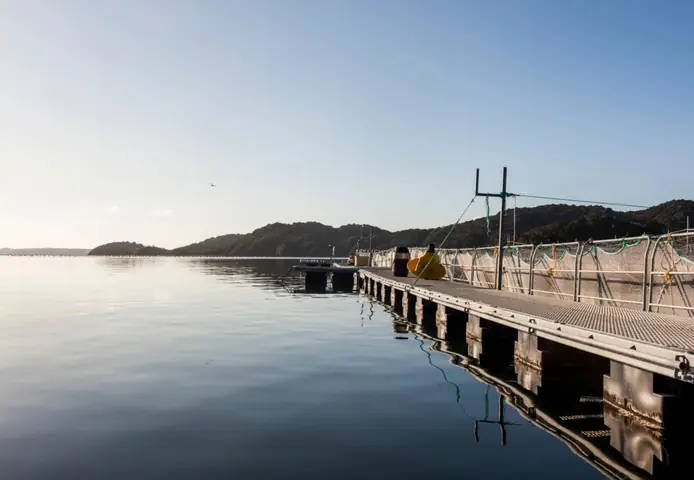 Cá Hồi New Zealand: Khám Phá Lý Do Vì Sao Là "Siêu Phẩm" Thế Giới