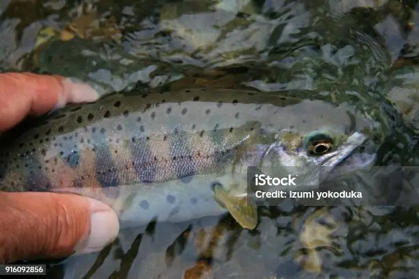 Cá Hồi Tên Tiếng Anh Là Gì? Tất Tần Tật Về Salmon