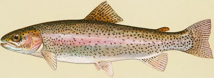 Cá Hồi Tên Tiếng Anh Là Gì? Tất Tần Tật Về Salmon