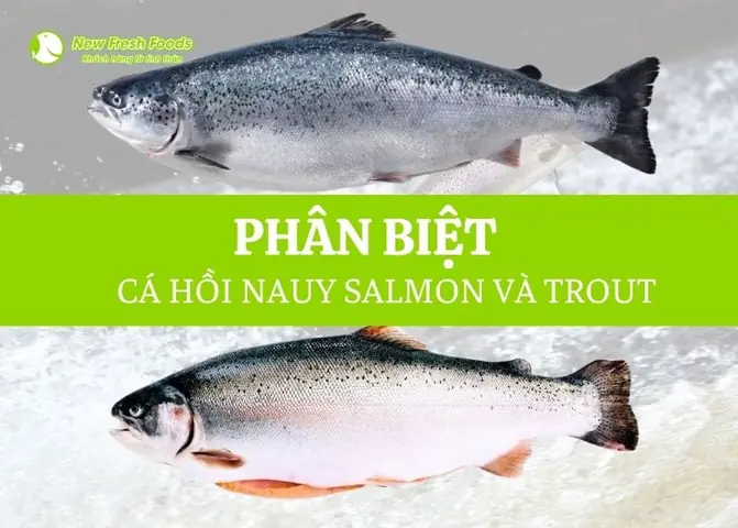 Cá Hồi Trout Chile: Tìm Hiểu Chi Tiết Về Loại Cá Đặc Biệt Này