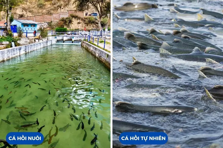 Cá Hồi Tự Nhiên và Cá Hồi Nuôi: Phân Tích Chuyên Sâu Từ A-Z Cá Hồi Tự Nhiên và Cá Hồi Nuôi: Phân Tích Chuyên Sâu Từ A-Z