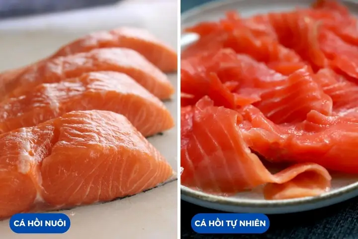 Cá Hồi Tự Nhiên và Cá Hồi Nuôi: Phân Tích Chuyên Sâu Từ A-Z Cá Hồi Tự Nhiên và Cá Hồi Nuôi: Phân Tích Chuyên Sâu Từ A-Z