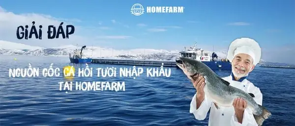 Cá Hồi Về Nguồn: Khám Phá Hành Trình Từ Nông Trại Đến Bàn Ăn