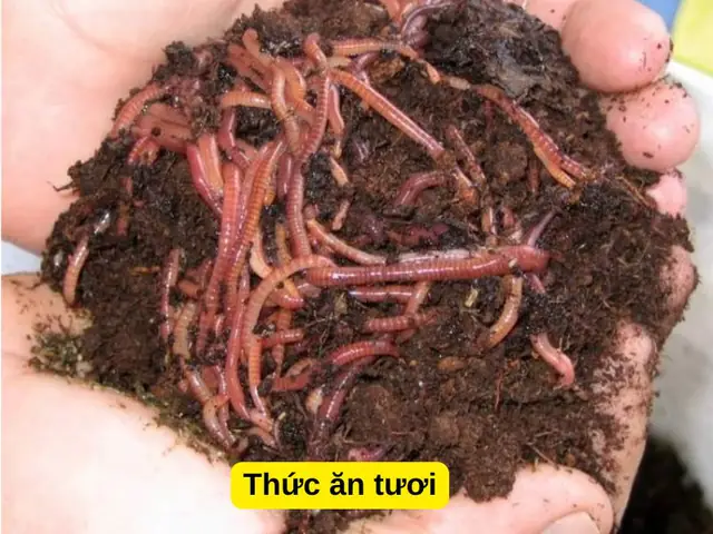 Cá hồng két ăn gì? Thức ăn tươi