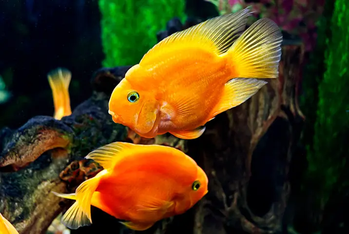 Tại Sao Cá Hồng Két Bỏ Ăn? Nguyên Nhân Và Cách Xử Lý Hiệu Quả