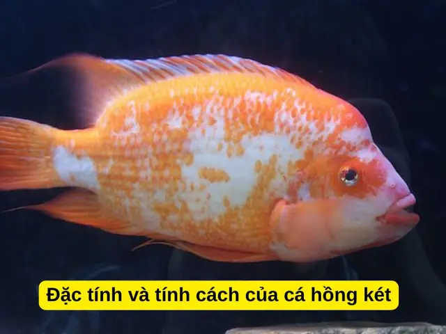 Cá Hồng Két Koi: Đặc Điểm, Cách Nuôi và Chăm Sóc Đúng Chuẩn Từ A-Z