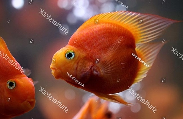 Cá Hồng Két màu đỏ rực rỡ với hình dáng độc đáo, là một lựa chọn cá cảnh dễ nuôi