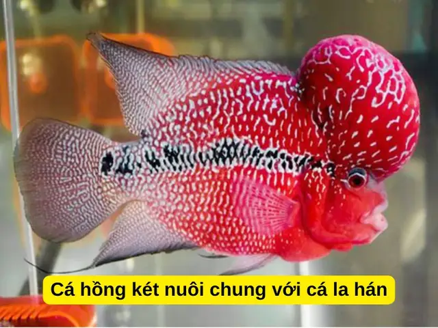 Cá Hồng Két Nên Nuôi Mấy Con Để Bể Cá Khỏe Mạnh, Hài Hòa?