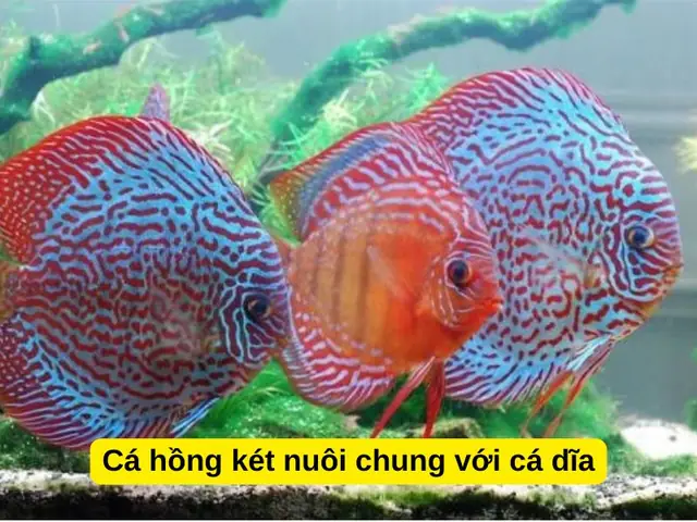 Cá Hồng Két Nên Nuôi Mấy Con Để Bể Cá Khỏe Mạnh, Hài Hòa?
