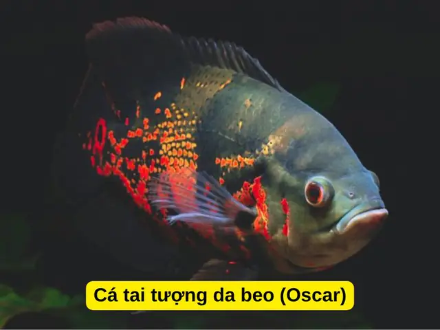Cá Hồng Két Nuôi Chung Với Cá Gì: Hướng Dẫn Toàn Diện A-Z