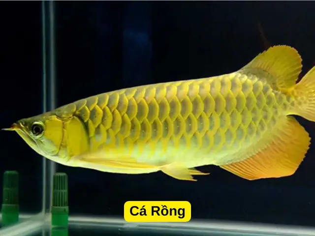 Cá Hồng Két Nuôi Chung Với Cá Gì: Hướng Dẫn Toàn Diện A-Z