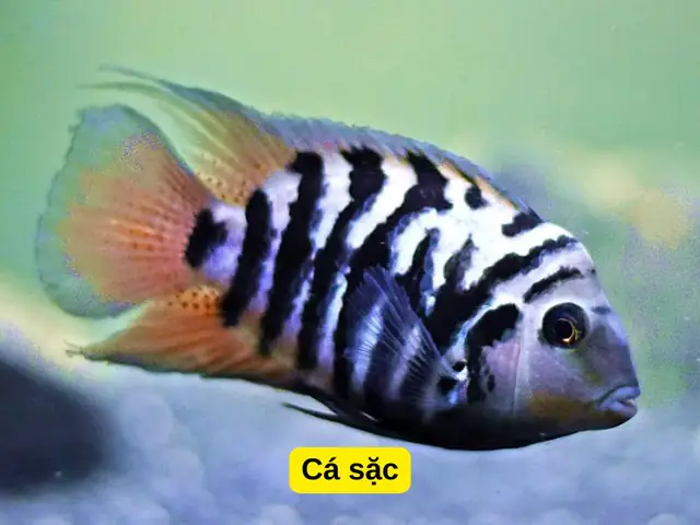 Cá Hồng Két Nuôi Chung Với Cá Gì: Hướng Dẫn Toàn Diện A-Z