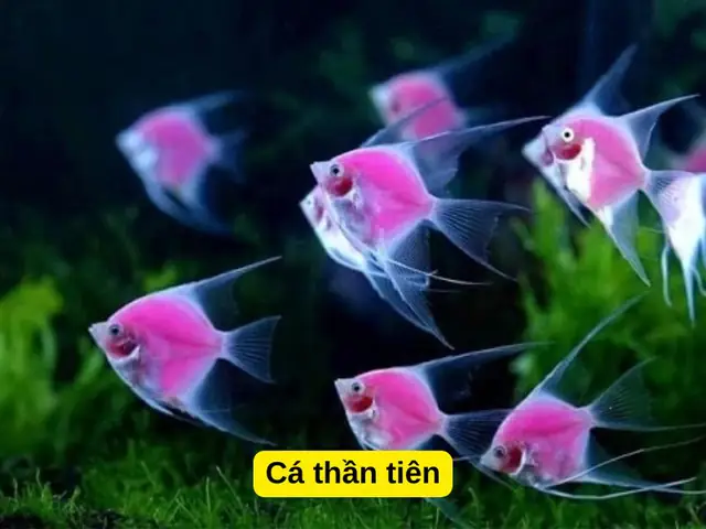 Cá Hồng Két Nuôi Chung Với Cá Gì: Hướng Dẫn Toàn Diện A-Z