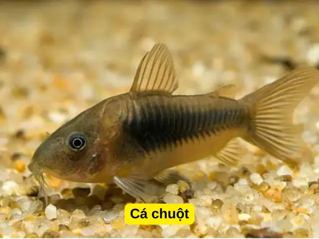 Cá Hồng Két Nuôi Chung Với Cá Gì: Hướng Dẫn Toàn Diện A-Z